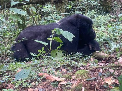 A gorilla lying on the ground surrounded by greenery.