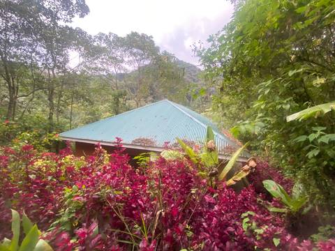 Rooftop visible among lush vegetation.
