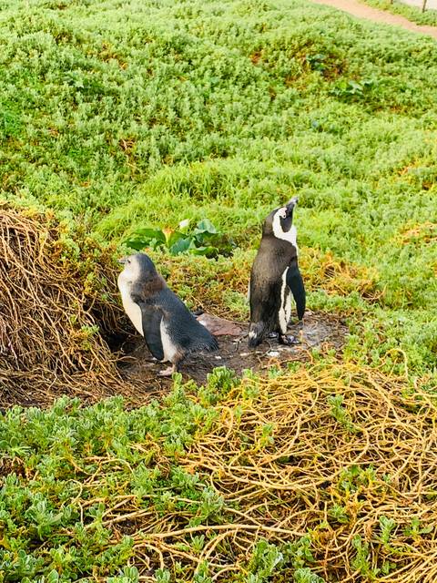 Two penguins standing on a grassy area.