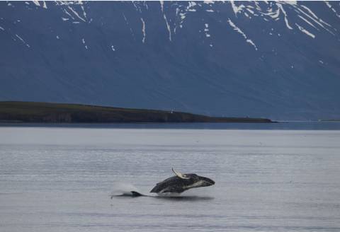       Whale breaching in the ocean with mountains in the background.
  
