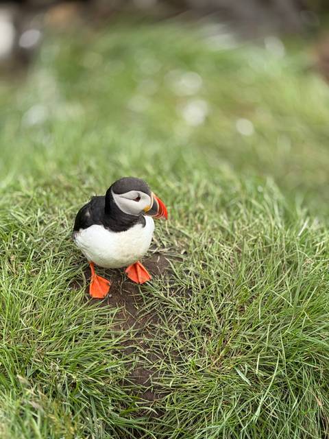 Puffin standing on grass.