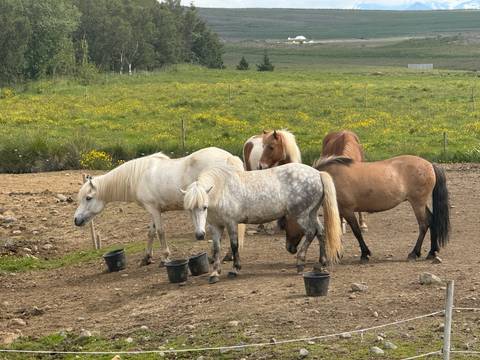 Horses standing on a dirt ground with green background.