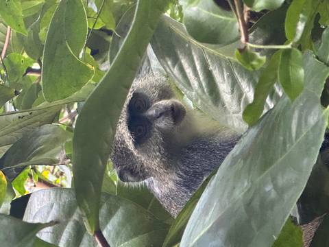 Monkey peering through leaves.