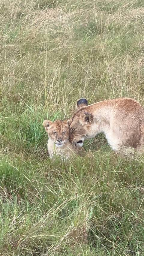 Lioness cuddling a cub in grasslands.