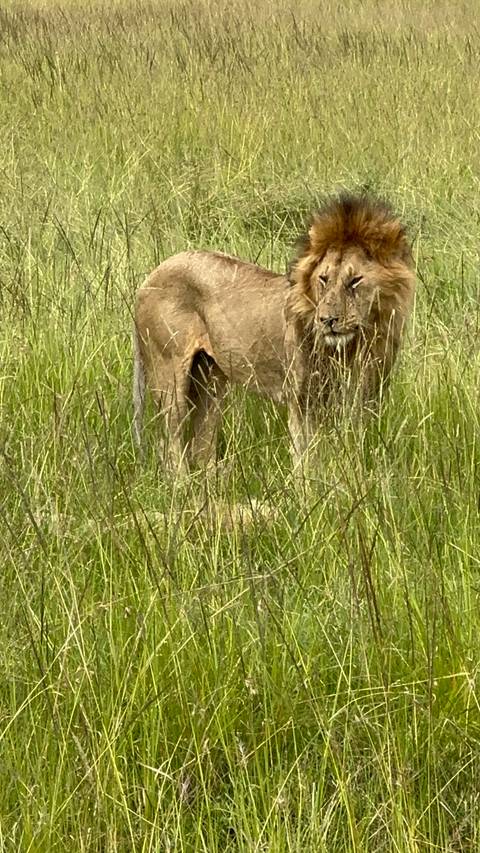 Lion standing tall in a field.