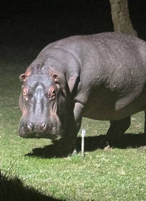 Close-up of a hippo with grass underfoot.