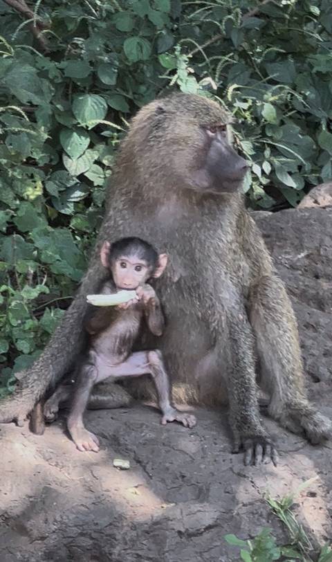 A monkey with a baby eating in a leafy environment.
