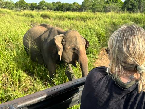 A person observing an elephant in a grassy area.