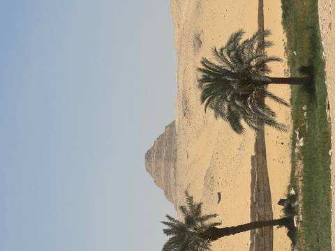 Desert landscape with pyramid and palm tree.