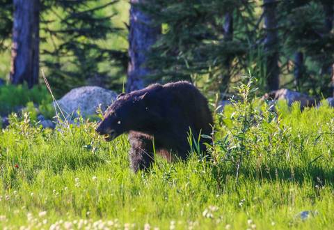 Black bear in a grassy field with trees in the background.