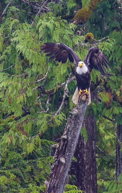Bald eagle perched on a tree in a forest.