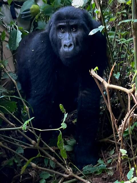       3 Day Uganda Gorilla Trek Budget Safari via Kigali customer review photo 
  