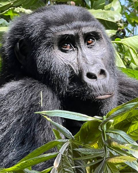       Close-up of a gorilla in a green forest.
  