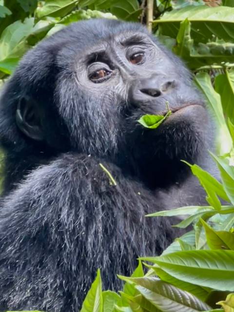       Gorilla enjoying some leaves in a lush environment.
  