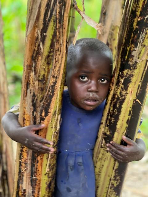      Child looking through gaps in a wooden fence.
  