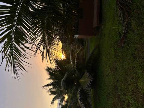       Sunset view between palm trees with a grassy area.
  