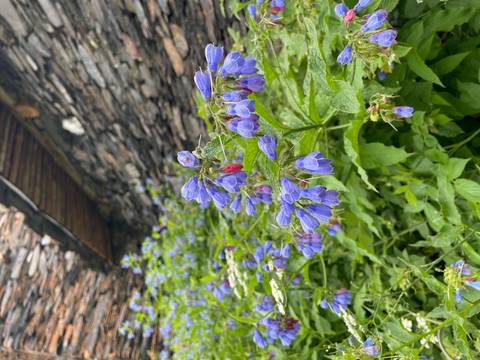 Close-up of blue wildflowers in a garden setting.