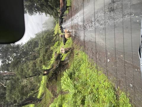       Cattle crossing a rural road surrounded by trees.
  