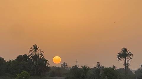       Sun setting with silhouettes of palm trees.
  