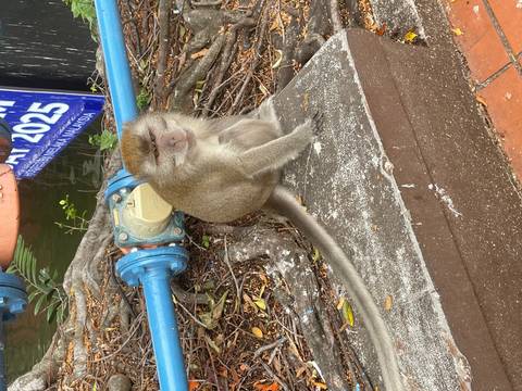       Monkey sitting on a curb with pipes and signs in the background.
  