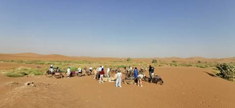Group gathered with camels in the desert.