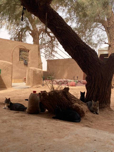       Klantbeoordelingsfoto van Marrakech-Sahara woestijn 3 dagen (de beste korte reis) 
  
