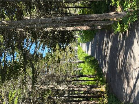       Path through a dense forest with sunlight filtering through trees.
  