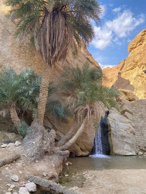 Palm trees and rocks in a desert oasis.