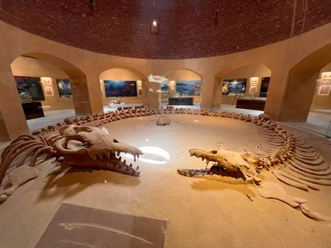       Fossil display in a museum setting with informative signs.
  