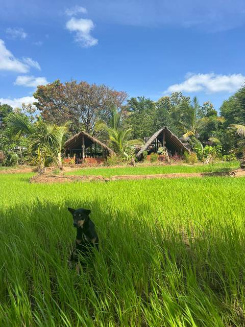      Scenic view of traditional village huts in a lush field.
  