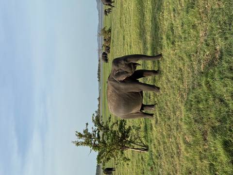       Single elephant grazing in a grassy field.
  