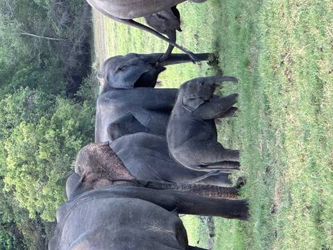       Elephant family grazing in the wild.
  