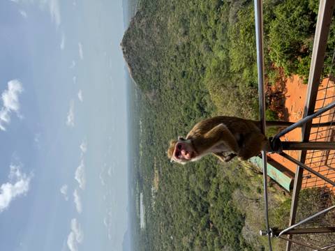       Monkey perched on a railing with a scenic backdrop.
  