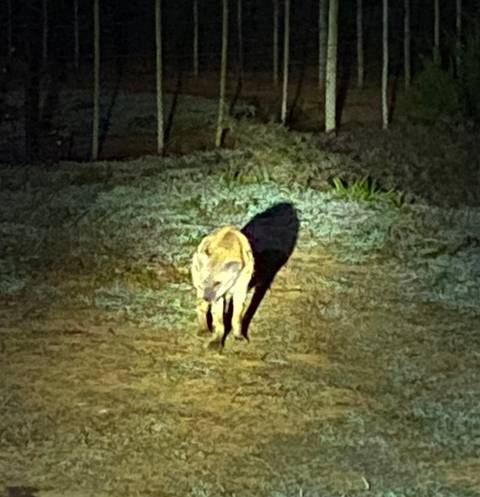       Animal caught in headlights at night.
  