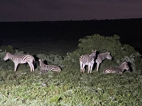       Zebras at night lit by artificial light.
  
