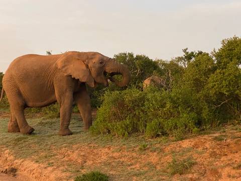      Elephant eating foliage.
  