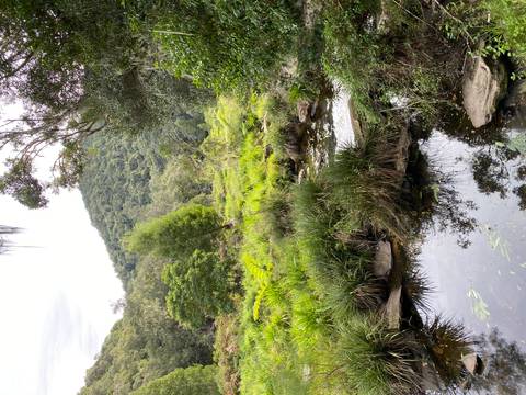       Lush green wetlands with reflections.
  