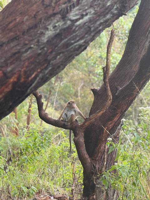 Monkey sitting on a tree branch.