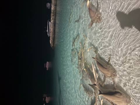 Clear water with small sharks and boats at night.