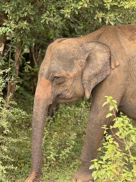 Close-up of an elephant in a forested area.
