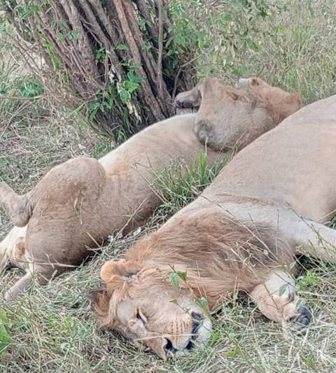       foto de reseña de cliente de Safari costero de 5 días por Amboseli, Tsavo Este y Tsavo oeste 
  