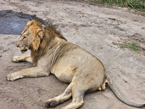 Lion lying on a sandy ground near a puddle.