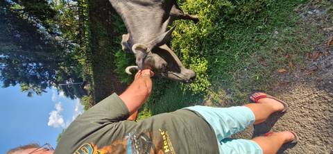       Person interacting with a buffalo in a rural setting.
  
