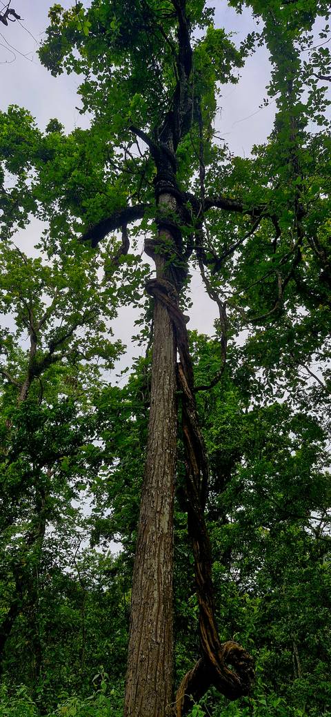 Close-up view of forest vegetation with vines.