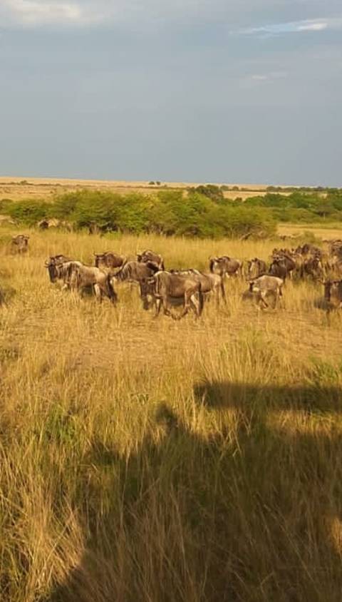       9 Days Best of  Kenya and Tanzania Safari Experience customer review photo 
  