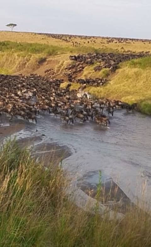      9 Days Best of  Kenya and Tanzania Safari Experience customer review photo 
  
