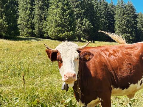 A cow standing in a grassy field with trees.