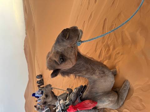 Camel in a desert landscape.