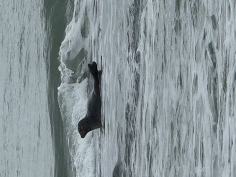 Seal in shallow water near the shore.