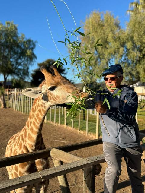       A man interacting with a giraffe in an outdoor setting.
  